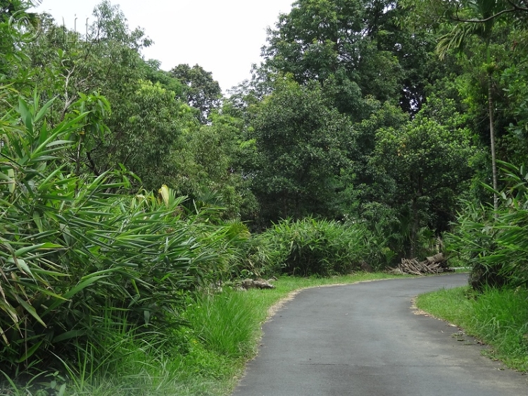 Cleanest village in Asia - Mawlynnong 3