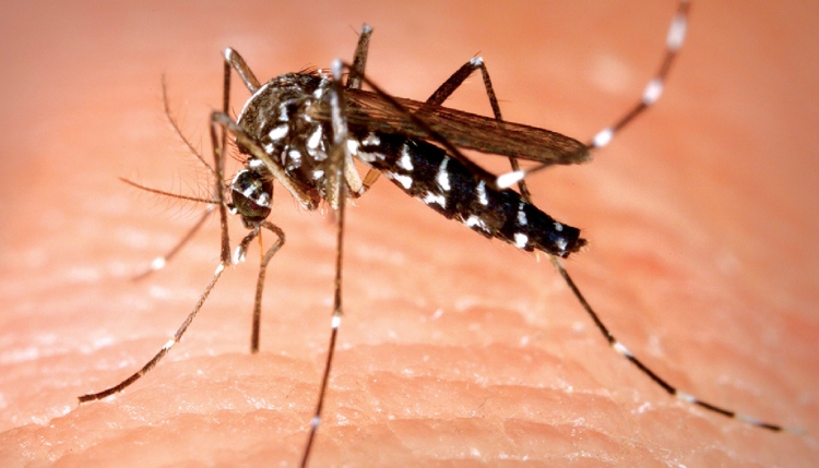 Indian girls create eco-friendly mosquito repellent