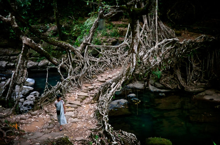 Living Bridges at mawylnonn village meghalaya