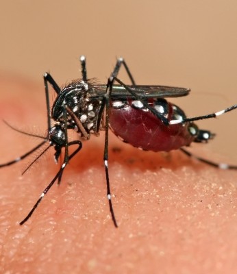 Solar Powered Mosquito repellent