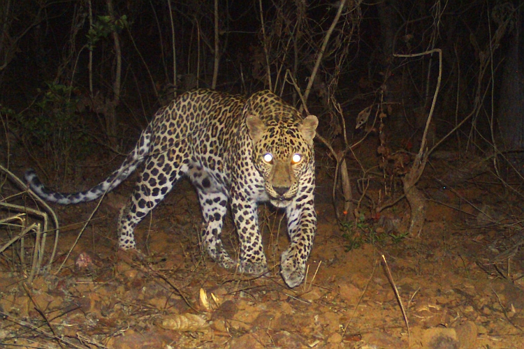 Leopard survey by Nikit Surve 2