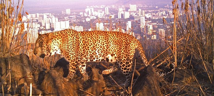 Leopard survey by Nikit Surve 3