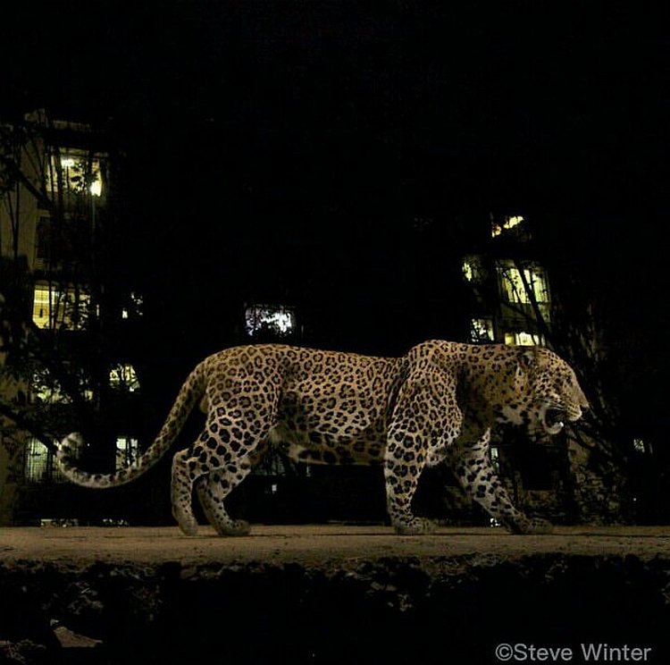 Leopards in Sanjay Gandhi National Park 3
