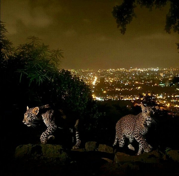 Leopards in Sanjay Gandhi National Park 5