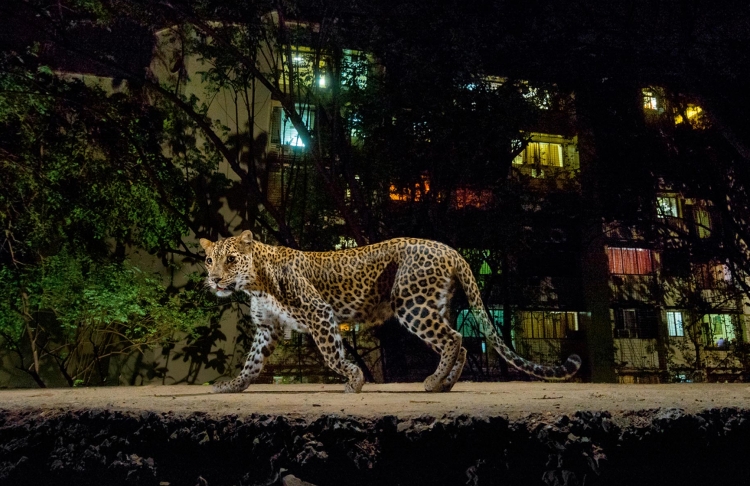 Leopards in Sanjay Gandhi National Park