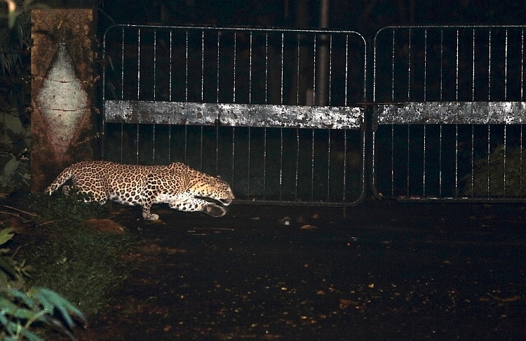 mumbai leopard issue 2