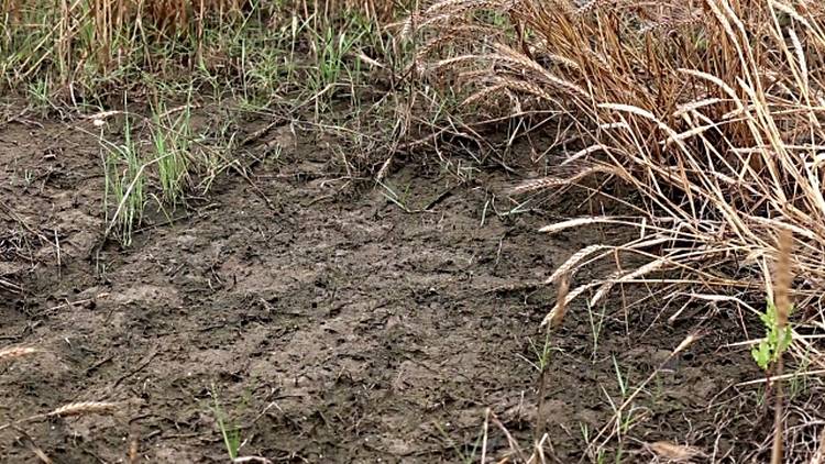 rabi crop hit in north india