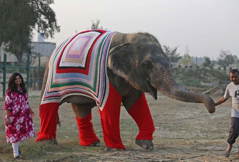 people-knit-giant-sweaters-rescue-elephants-1