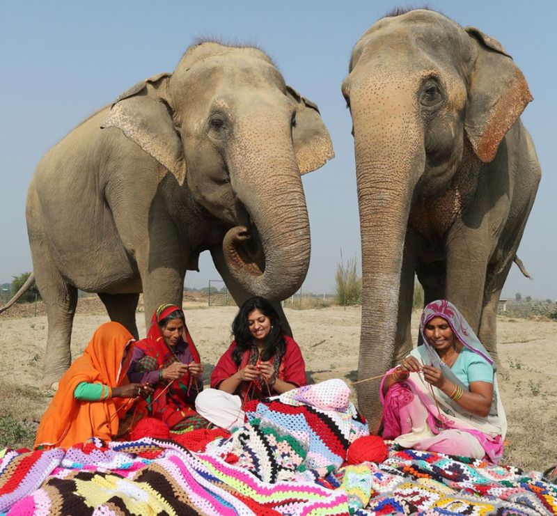 people-knit-giant-sweaters-rescue-elephants-2