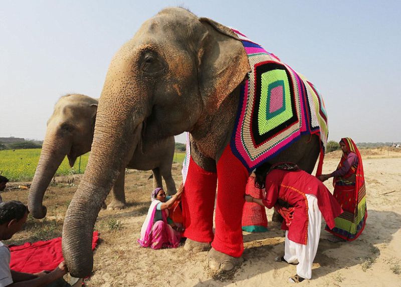 people-knit-giant-sweaters-rescue-elephants-3