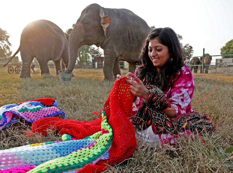 people-knit-giant-sweaters-rescue-elephants-4