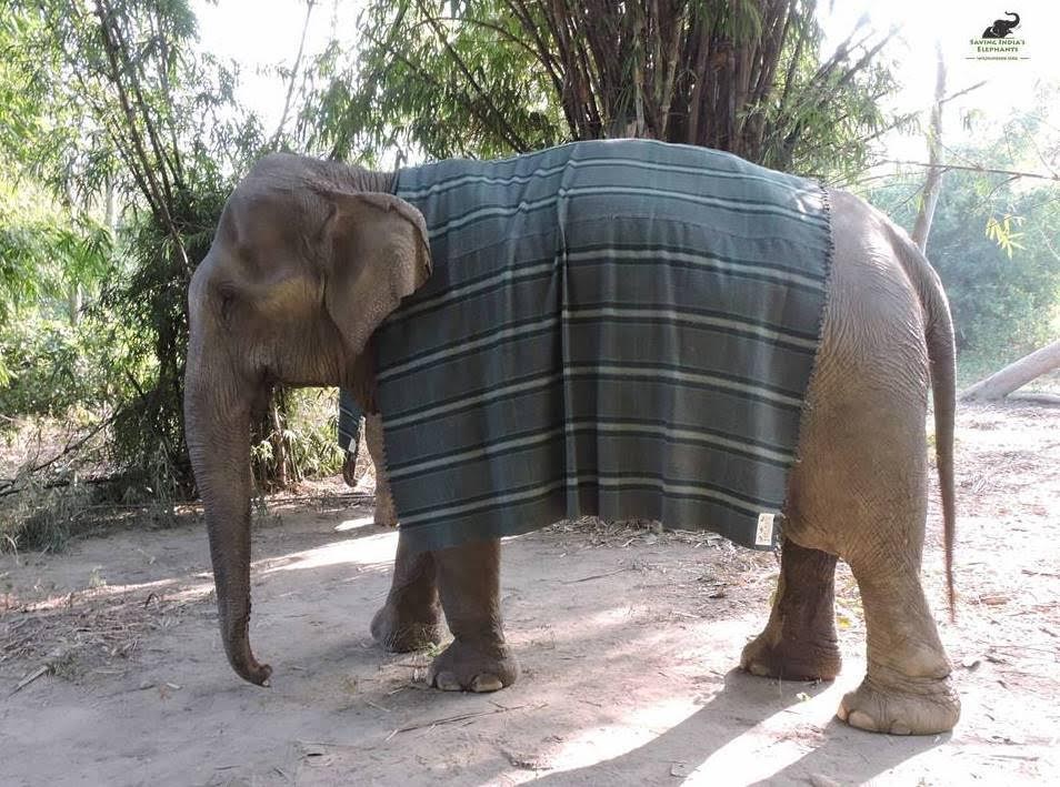 people-knit-giant-sweaters-rescue-elephants-6