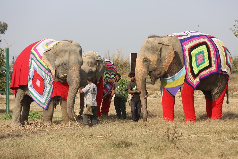 people-knit-giant-sweaters-rescue-elephants-7