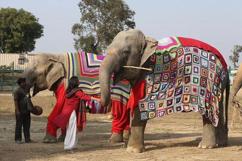 people-knit-giant-sweaters-rescue-elephants
