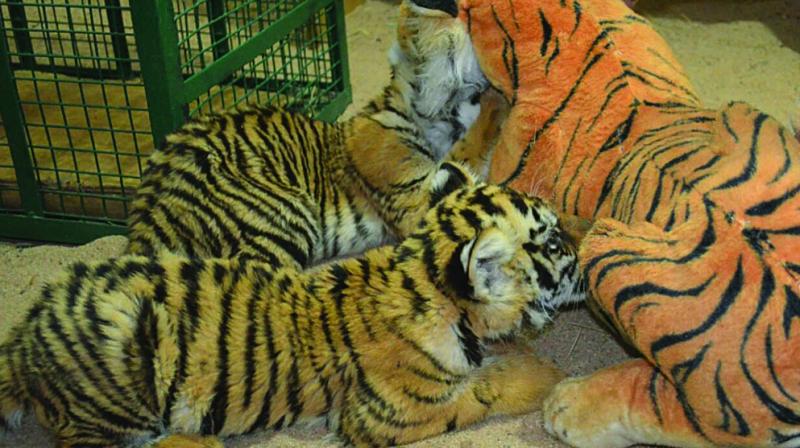 Dummy mother tiger at India's Tiger reserve