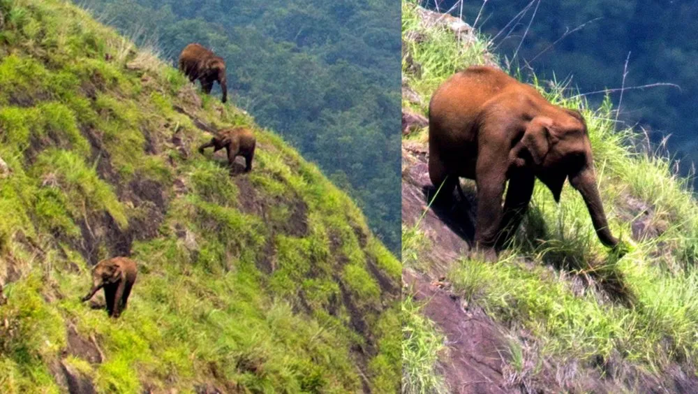 Elephants climbing mountain 2