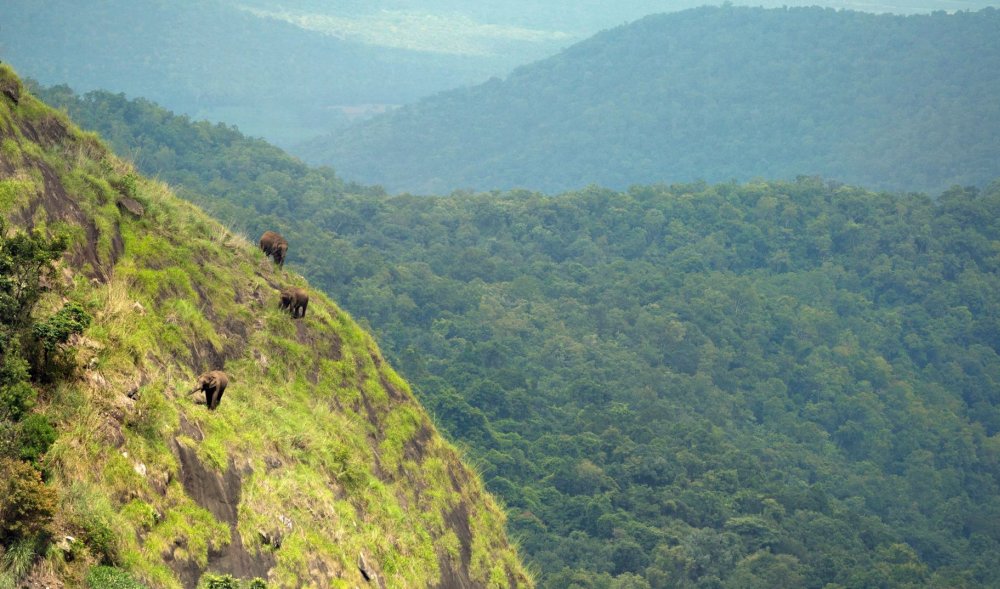 Elephants climbing mountains