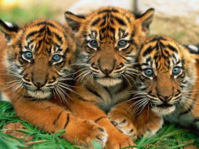 fake tigress at Indian Tiger reserve