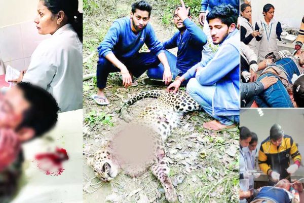 una leopard attack in Himachla