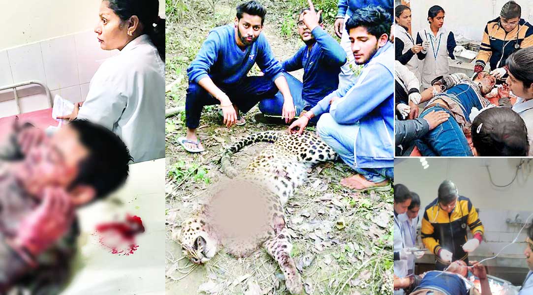 una leopard attack in Himachla