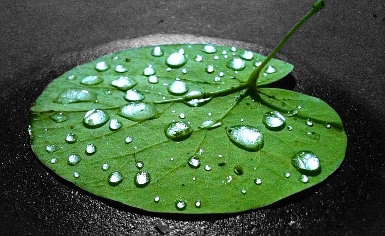 water_drops_on leaf