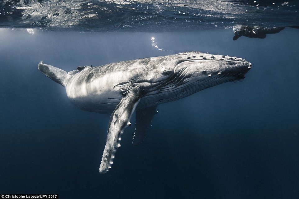 18ft whale calf in French Polynesia (commended in the Up & Coming category)