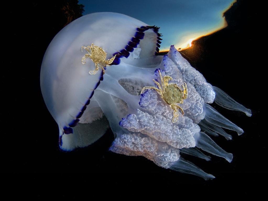 A Rhizostoma pulmo jellyfish with crabs in the Gulf of Naples by Pasquale Vassallo