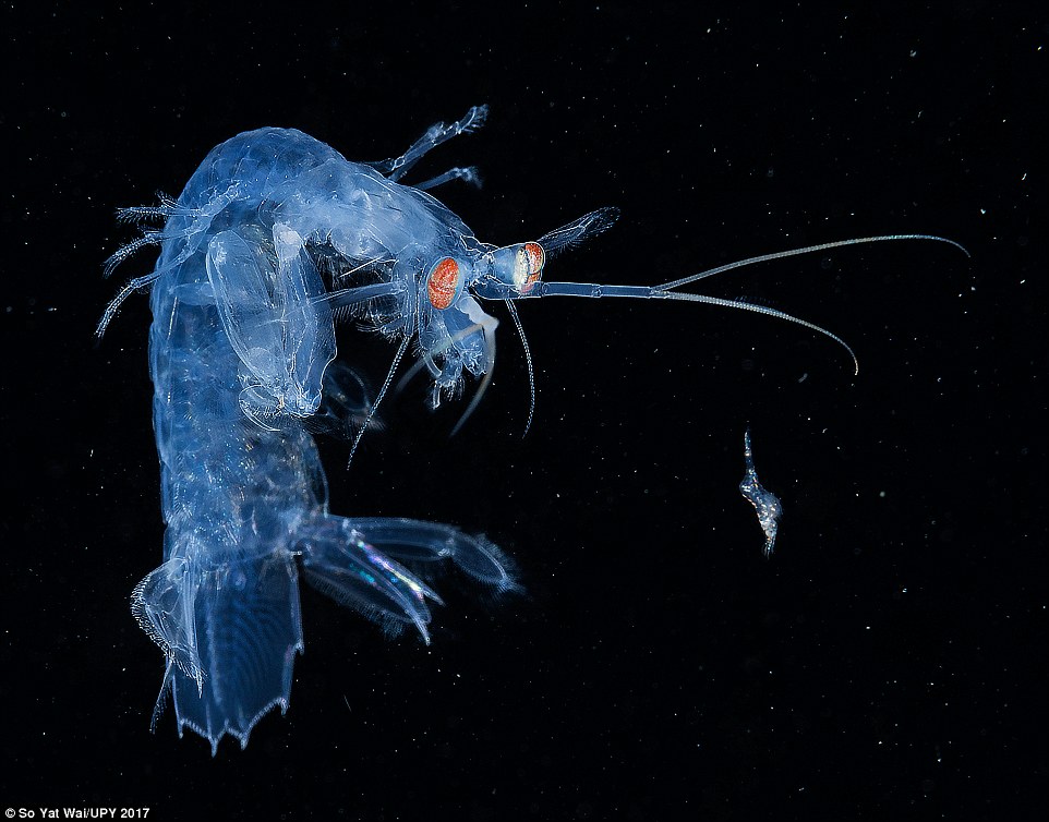 A larvae mantis shrimp in the Macro category (Judge Peter Rowlands)