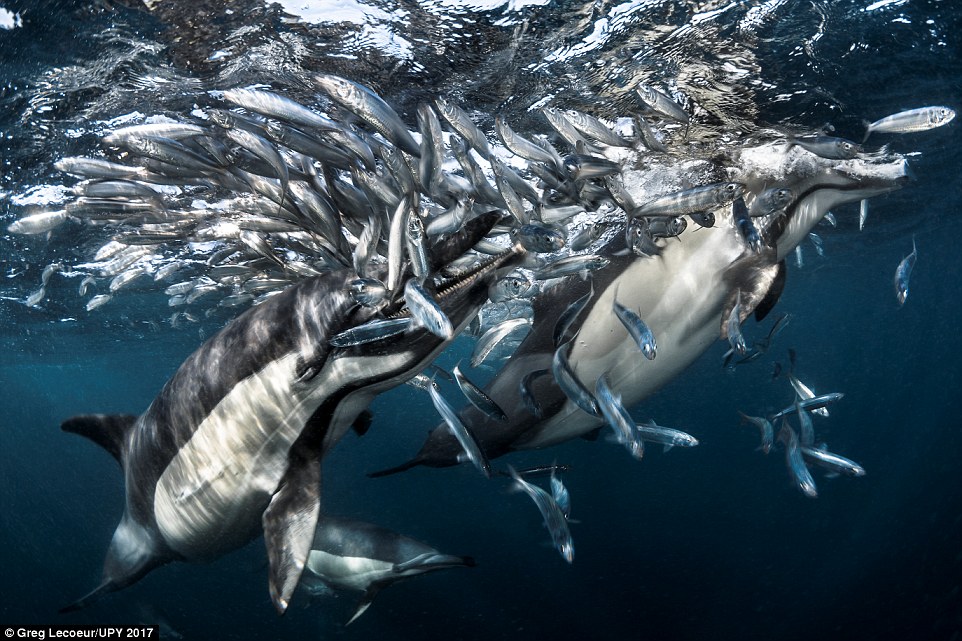 A pod of dolphins hunting sardines in South Africa in Behaviour category