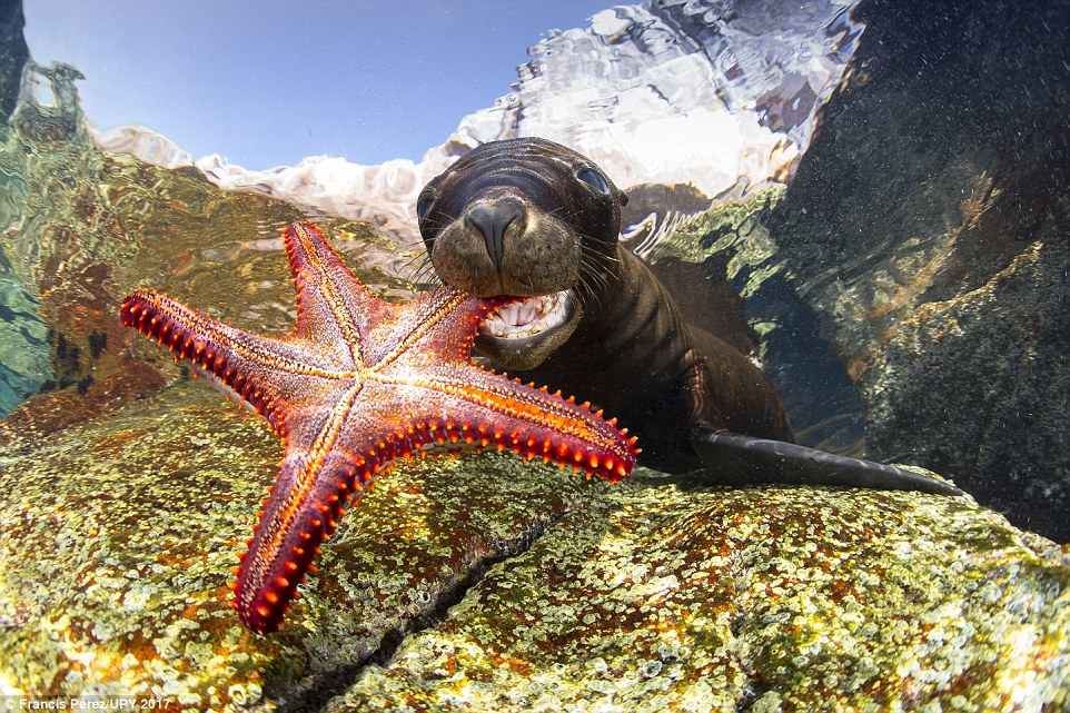 A sealion playing with starfish in Los Islotes, Panama in Portrait category