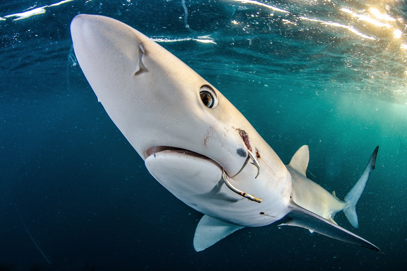 Blue shark in Sharks category by Jim Machinchick, US (Gold)