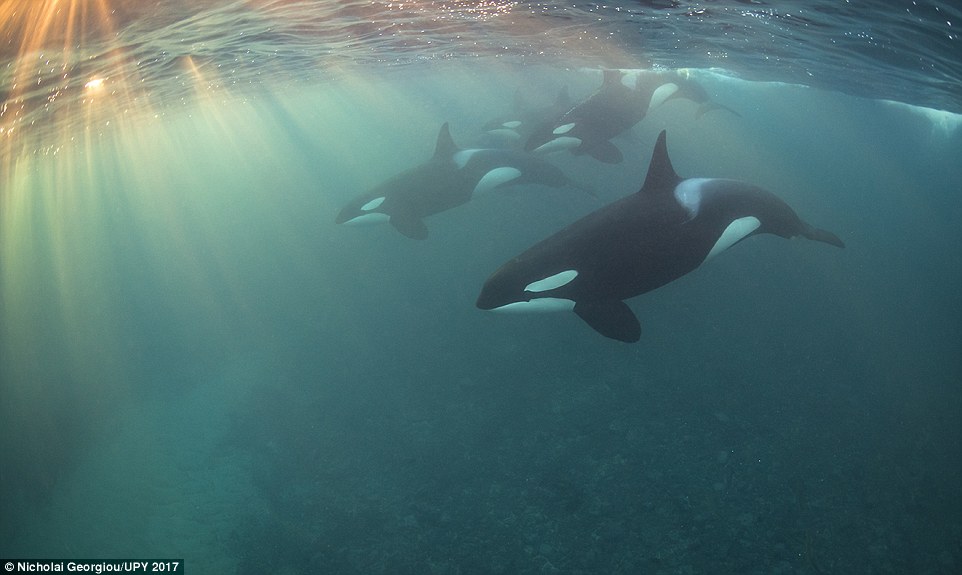 By Nicholai Georgiou (Most Promising British Underwater Photographer 2017)