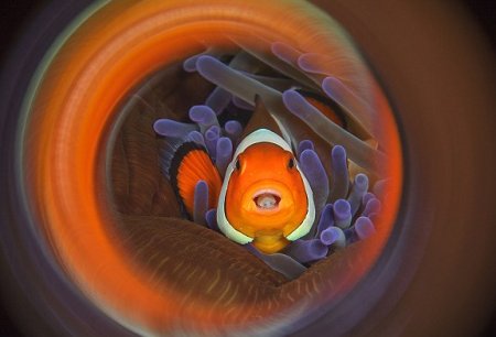 Clownfish-Swirl-in-Indonesia-commended-in-Macro-category