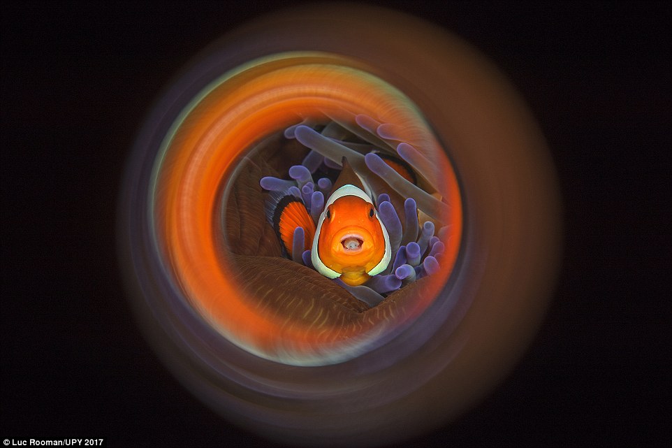 'Clownfish Swirl' in Indonesia (commended in Macro category)