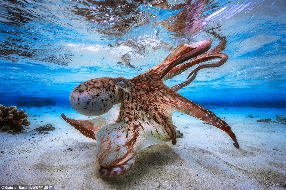 Dancing Octopus by Gabriel Barathieu at Mayotte, in the Indian Ocean (Underwater Photographer of the Year 2017)