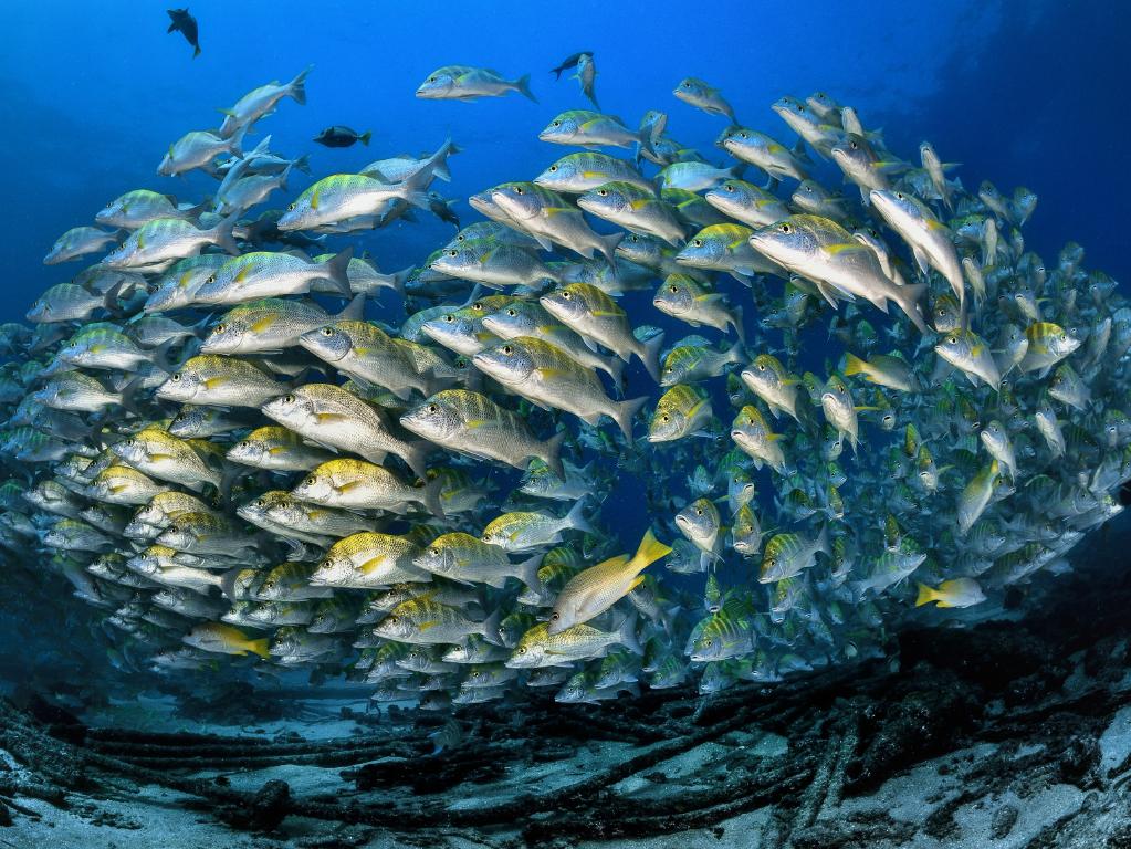 Fish dancing between rusted parts of shipwreck by Damien Mauric