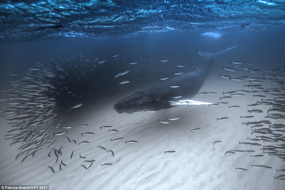 Frozen Hunting in Wide Angle category