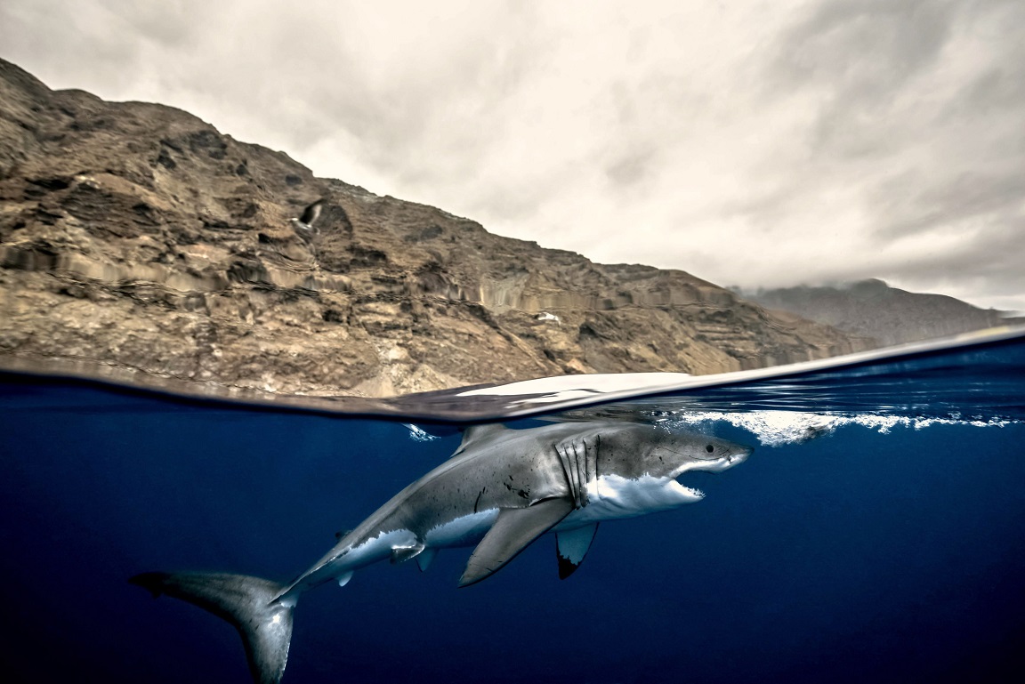 Great White Shark off Mexico by Alex Suh, US, in Under category (Bronze)