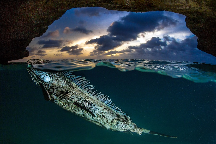 Green Iguana in a cave in Bonaire, Dutch Cribbean by Lorenzo Mittiga, Italy, in Under category