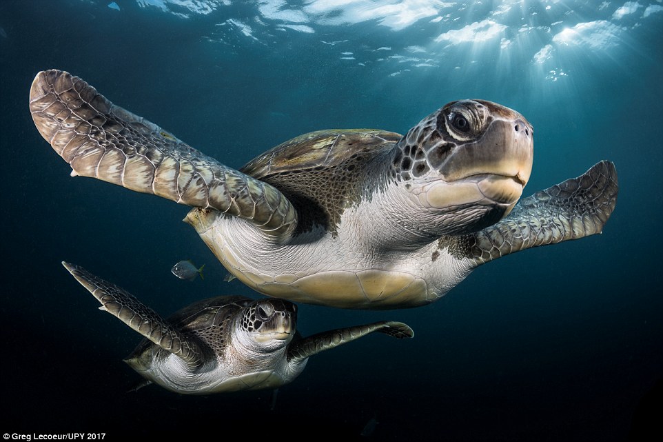 'Green Turtles in the rays' in Tenerife (commended in the portrait category)