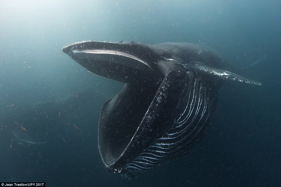 Humpback whale feeding on krill a few miles offshore from Hout Bay, Cape Town by Jean Tresfon