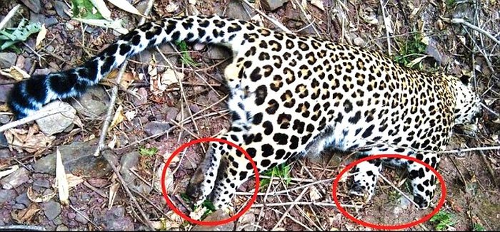 Leopard killed in Nahan forest