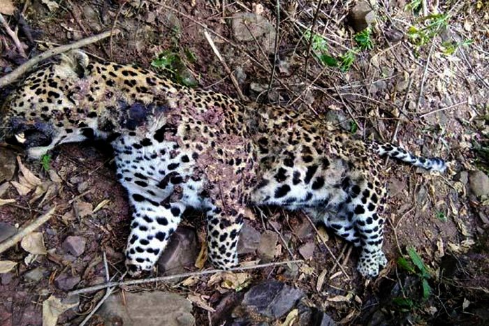 Leopard poaching in himachal