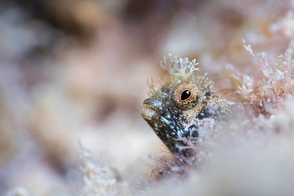 Medusa Blenny on the Lookout by Jade Hoksbergen U.K.