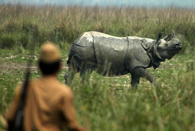 KAZIRANGA RHINO POACHING DEATH TOLL GONE UP TO SIX IN LAST FOUR MONTHS