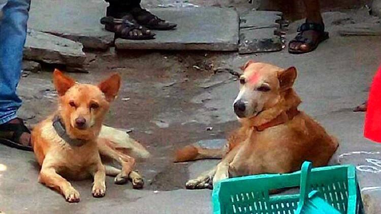 Ram and his two dogs