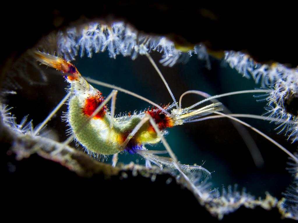 Shrimp underneath a rock by Fábio Freitas