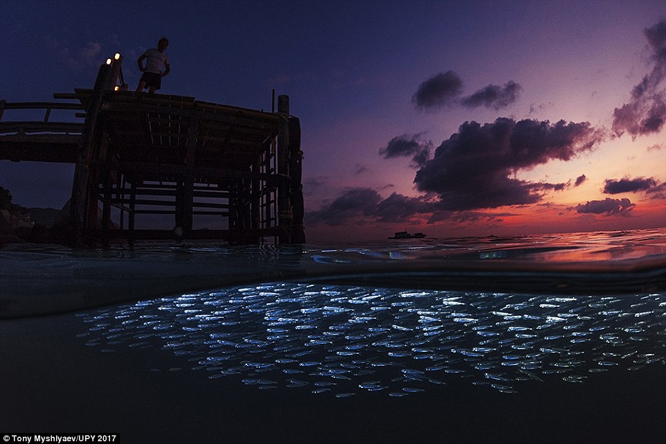 Silversides at Twilight' on the northern coastline of Koh Tao, Thailand, (commended in the Wide Angle category)
