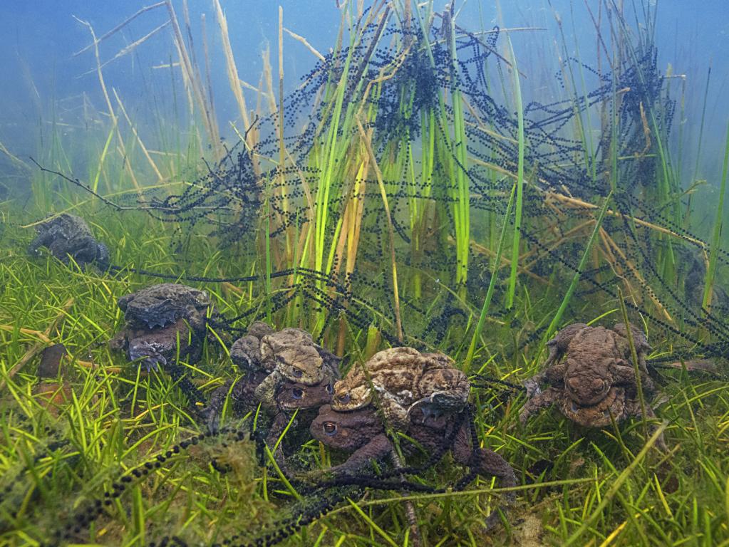Toads in a freshwater lake of Turnhout in Belgium by Luc Rooman