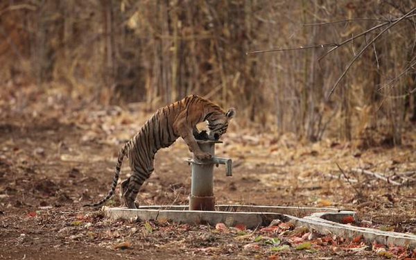 Water scarcity drivers out animals out of forests in India